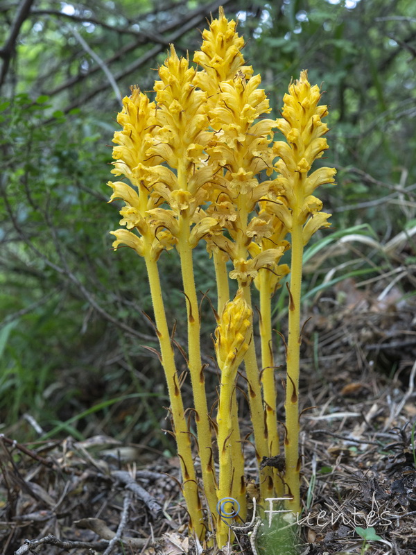 Orobanche lucorum.01