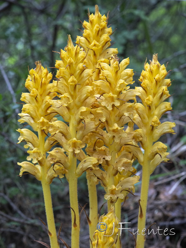 Orobanche lucorum.02