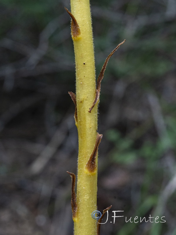 Orobanche lucorum.03