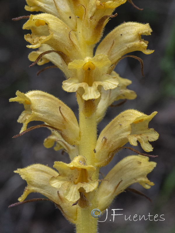 Orobanche lucorum.05