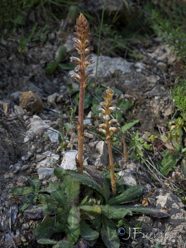 Orobanche minor.01