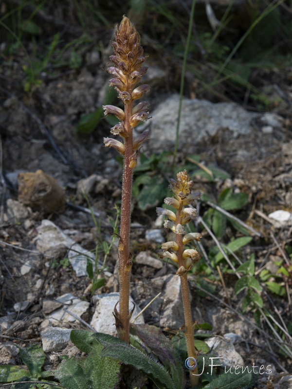 Orobanche minor.02
