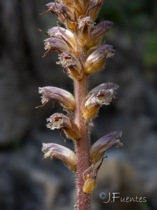 Orobanche minor.03
