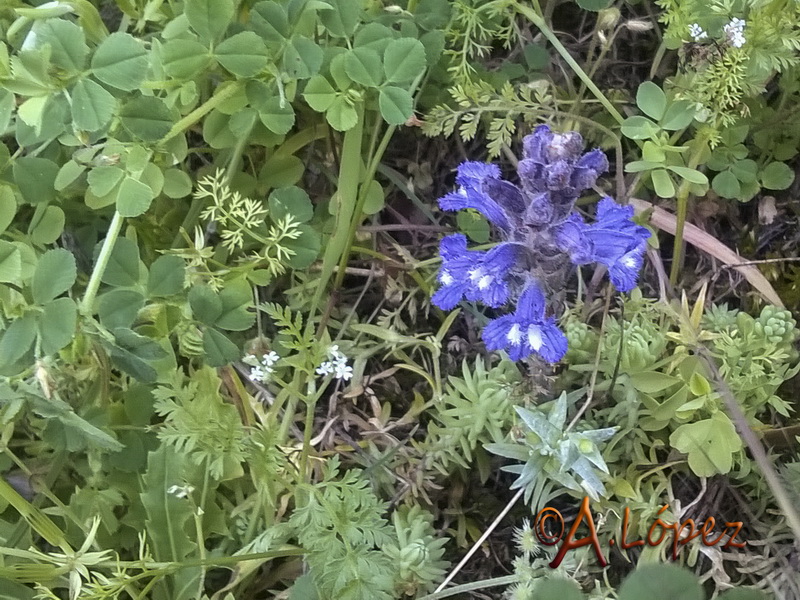 Orobanche mutelii.02