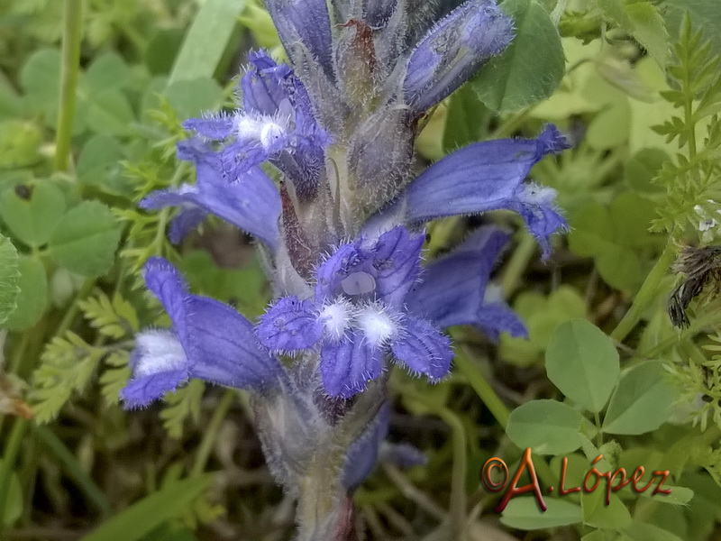 Orobanche mutelii.05