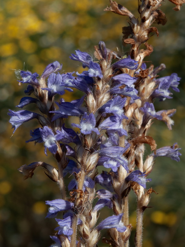 Orobanche mutelii.03