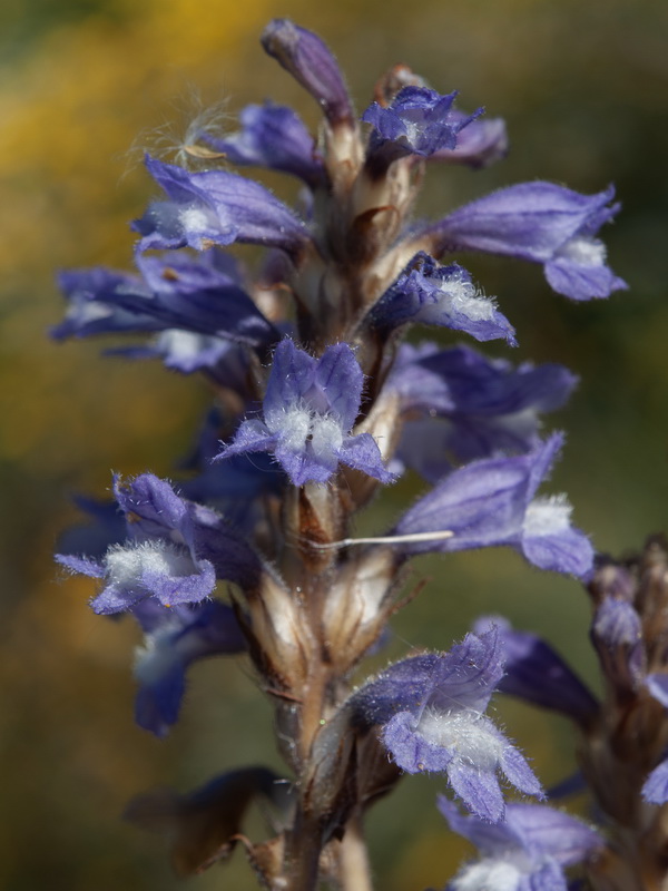 Orobanche mutelii.04