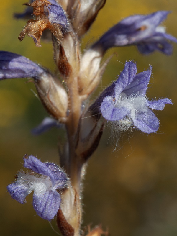 Orobanche mutelii.06