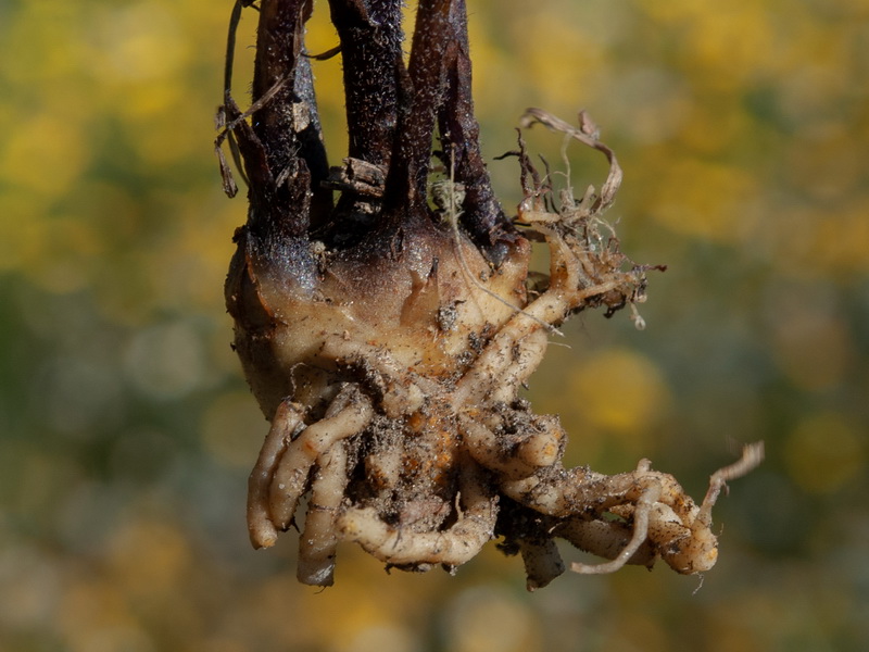 Orobanche mutelii.13