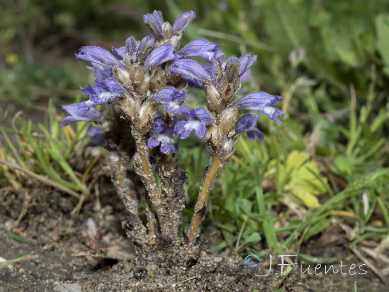 Orobanche nana.01