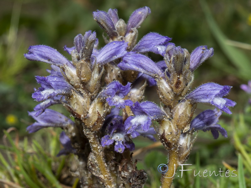Orobanche nana.02