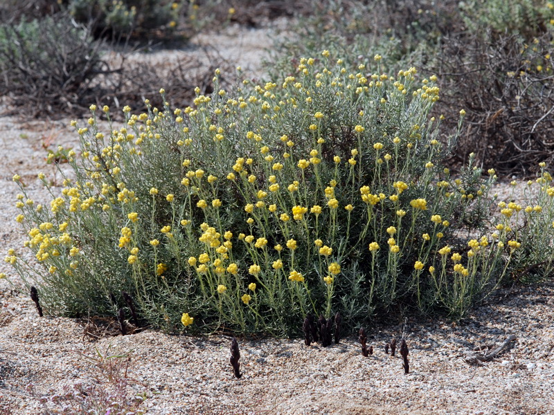 Orobanche olbiensis.01