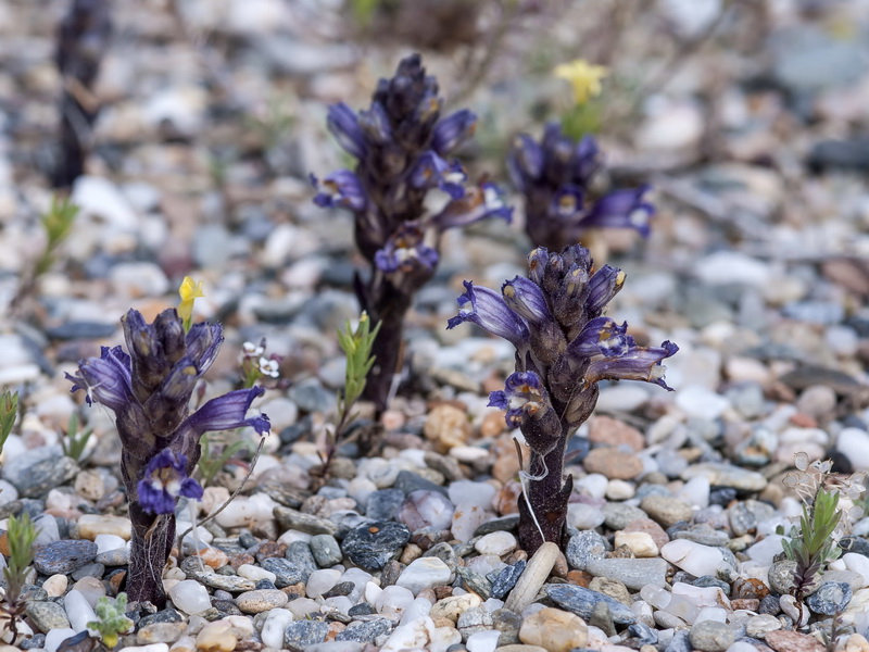 Orobanche olbiensis.02