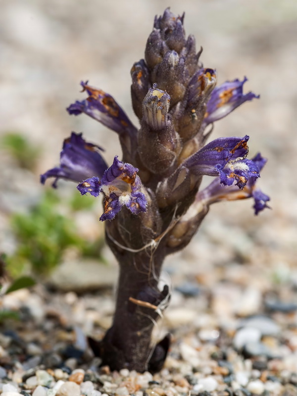 Orobanche olbiensis.04