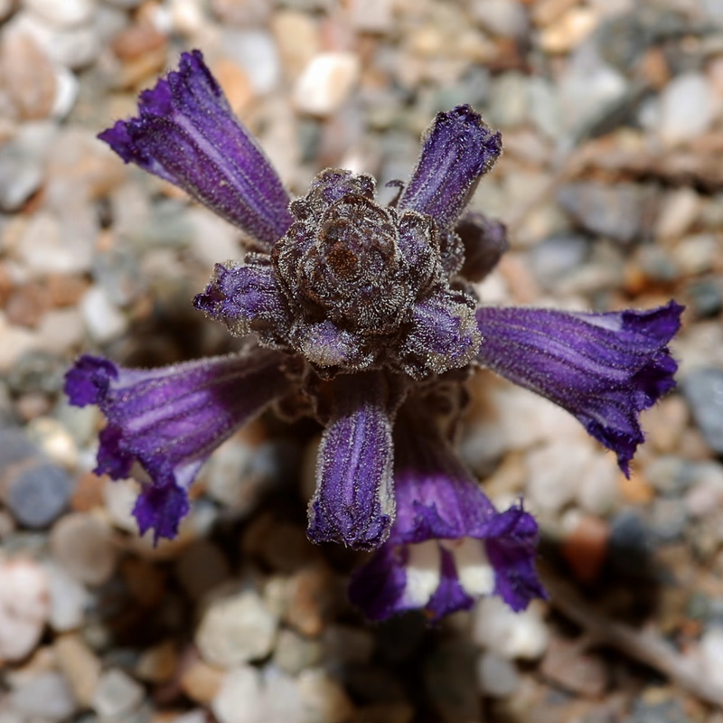 Orobanche olbiensis.06