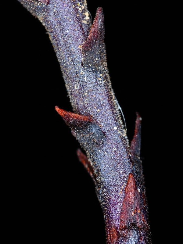 Orobanche olbiensis.07