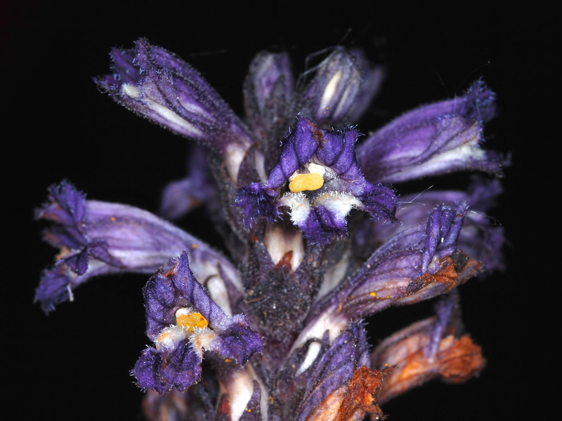 Orobanche olbiensis.08