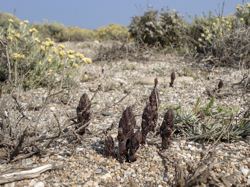 Orobanche olbiensis.11