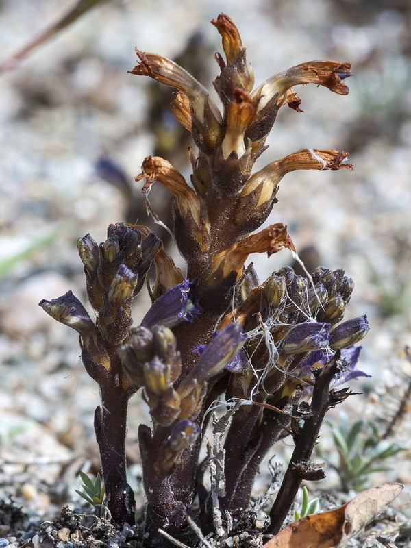 Orobanche olbiensis.15