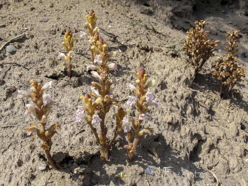 Orobanche ramosa ramosa.01