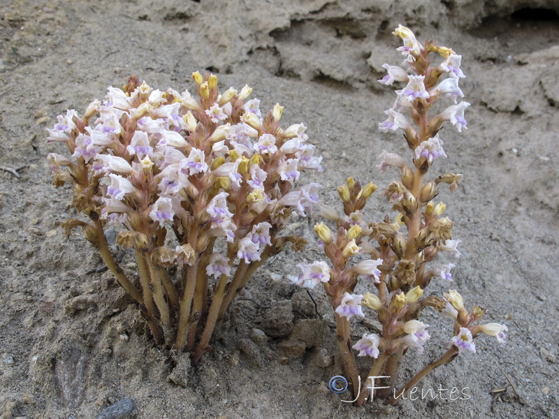 Orobanche ramosa ramosa.02