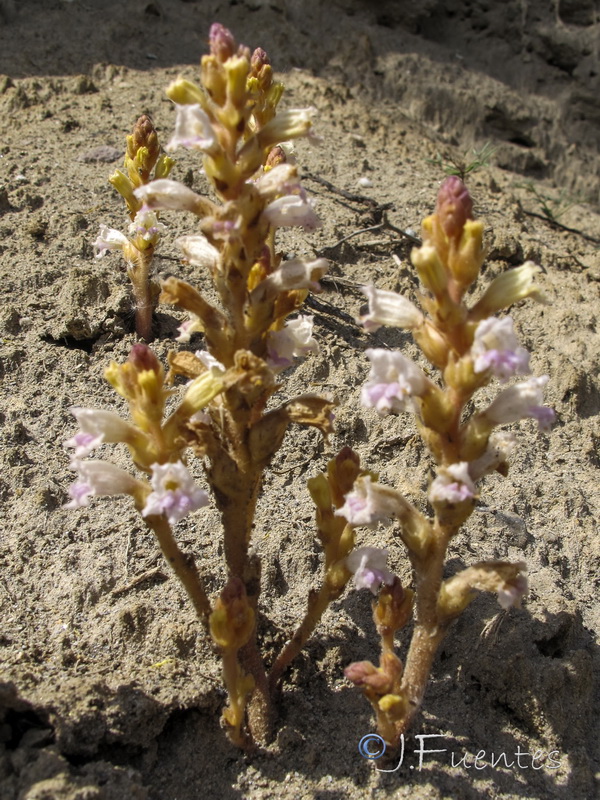 Orobanche ramosa ramosa.03