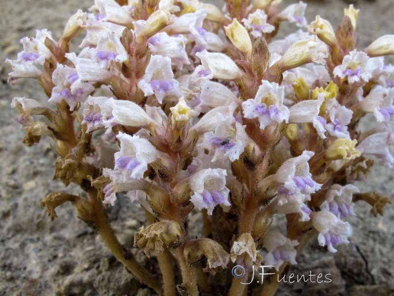 Orobanche ramosa ramosa.04