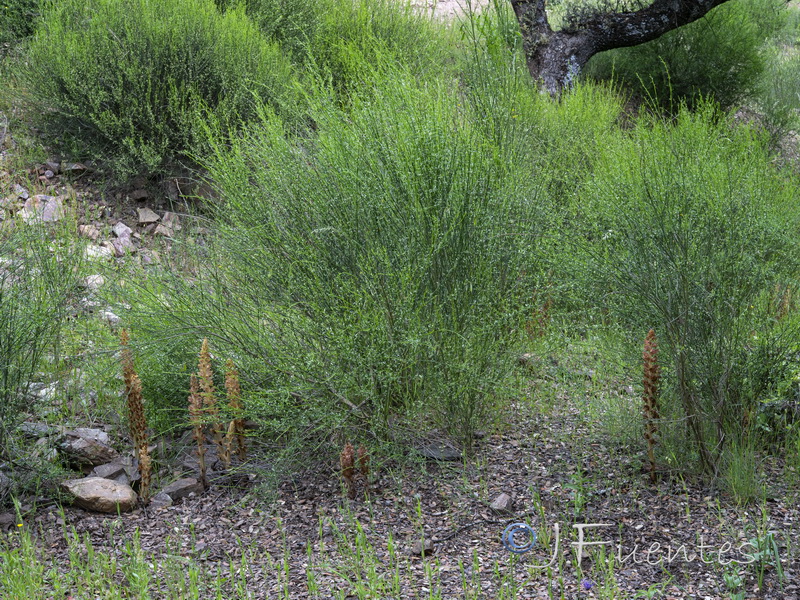 Orobanche rapum genistae.01