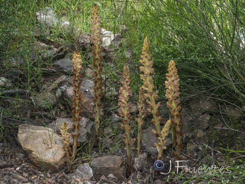 Orobanche rapum genistae.04