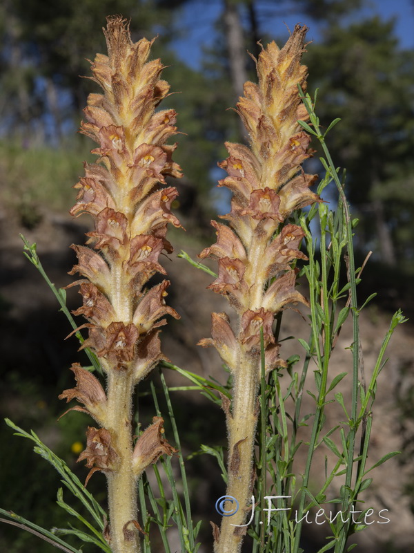 Orobanche rapum genistae.07