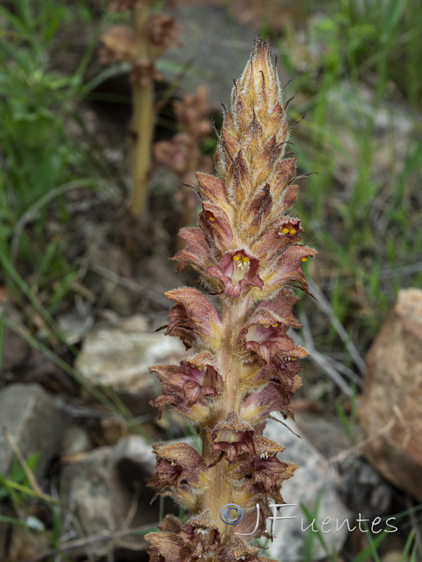 Orobanche rapum genistae.09