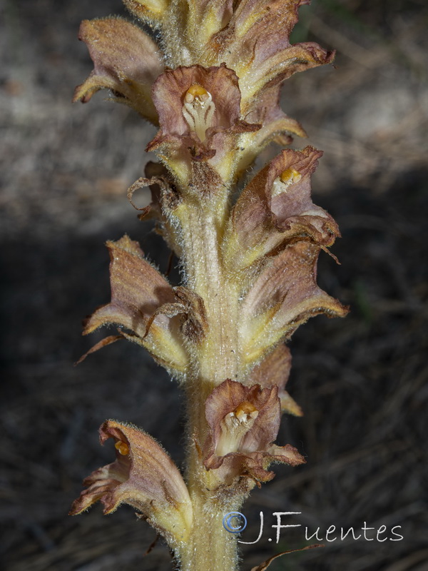 Orobanche rapum genistae.11