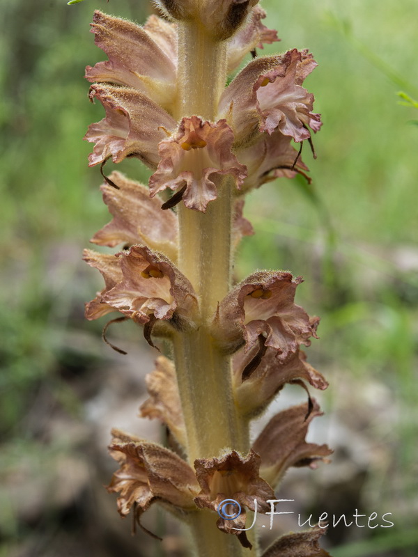 Orobanche rapum genistae.12