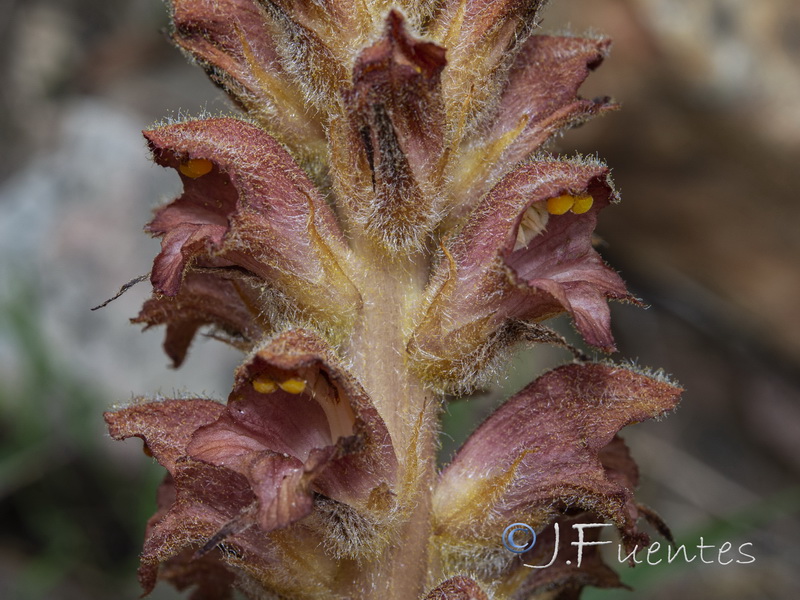 Orobanche rapum genistae.13