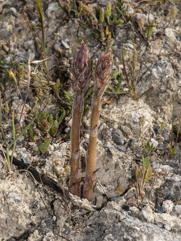 Orobanche santolinae.01