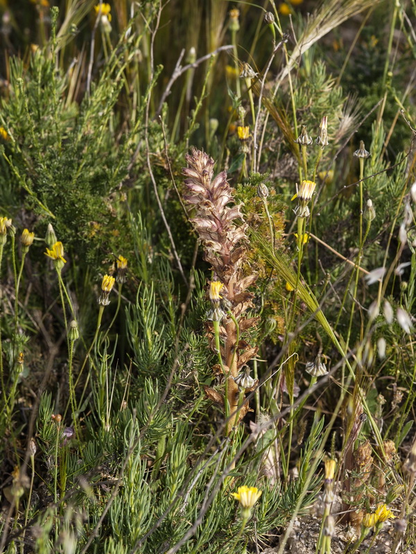 Orobanche santolinae.03