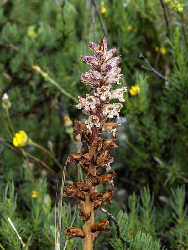 Orobanche santolinae.04