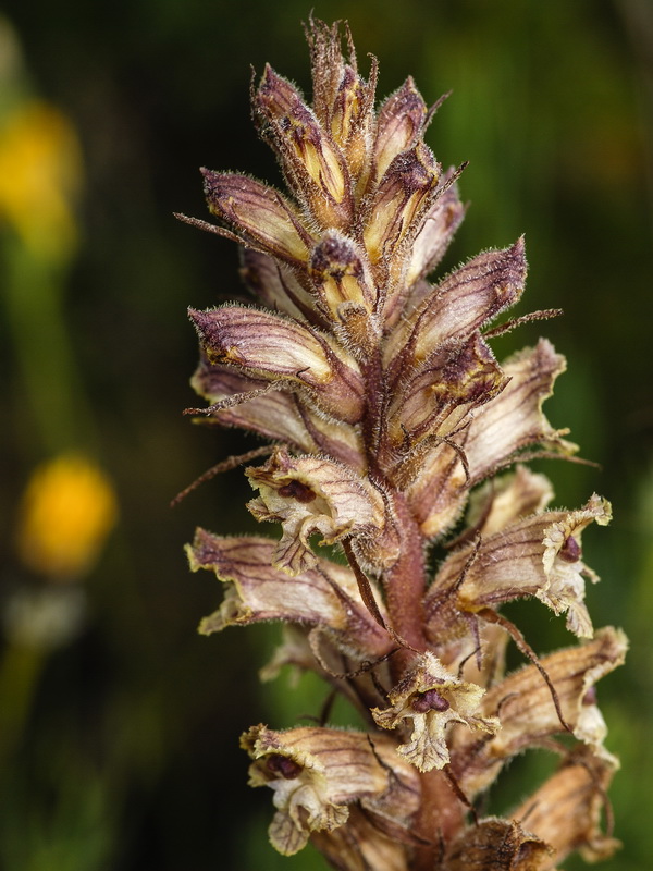 Orobanche santolinae.05