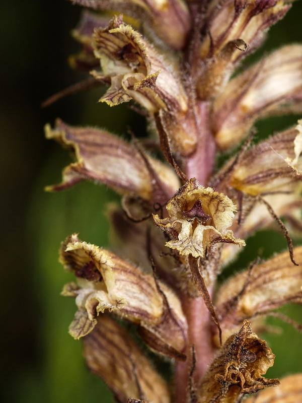 Orobanche santolinae.06