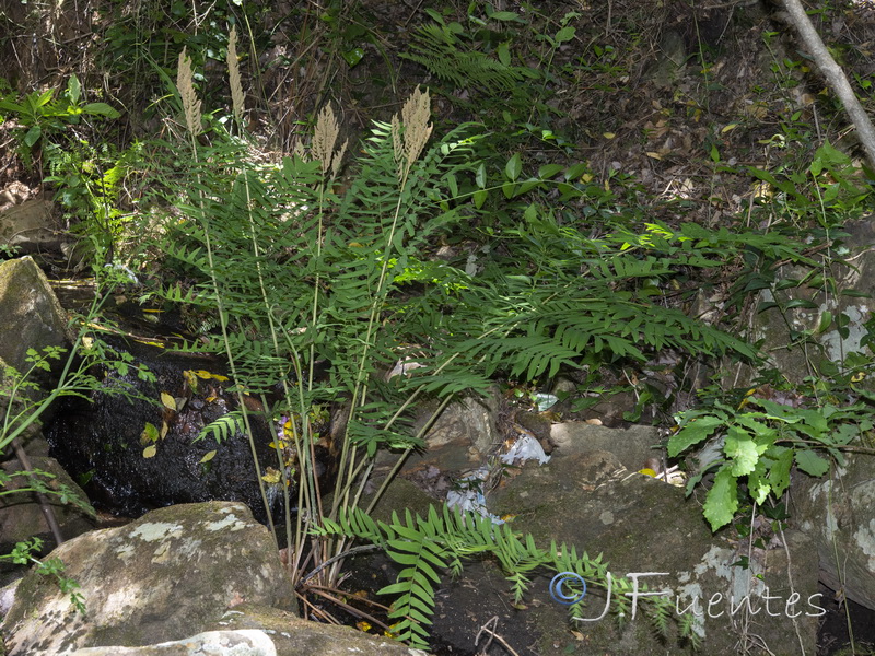 Osmunda regalis.01