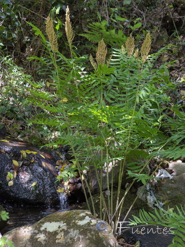 Osmunda regalis.02