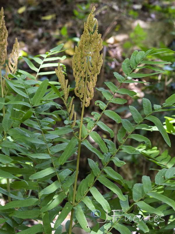 Osmunda regalis.03