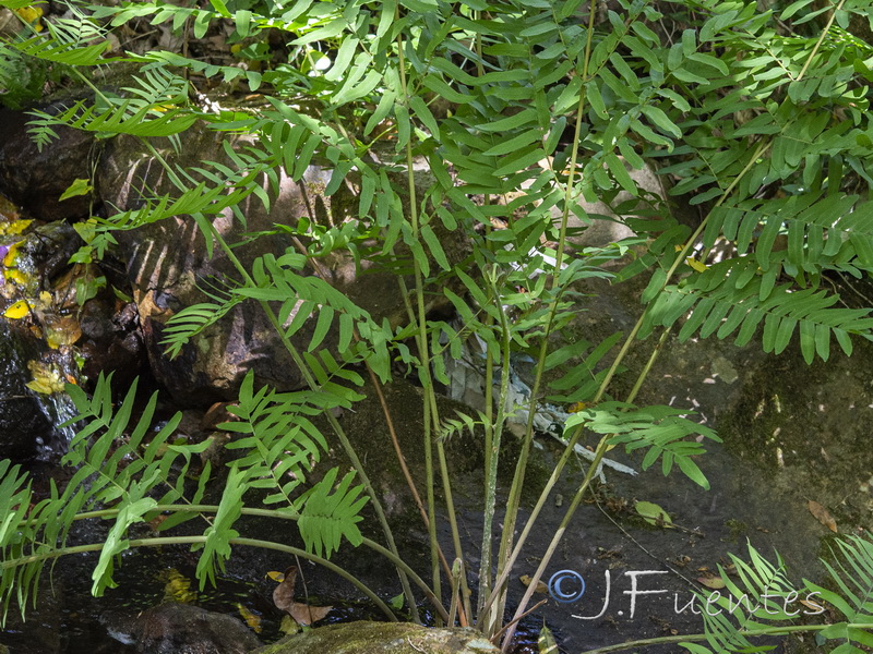 Osmunda regalis.06