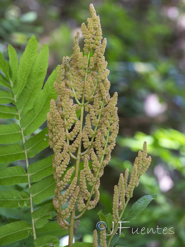 Osmunda regalis.07