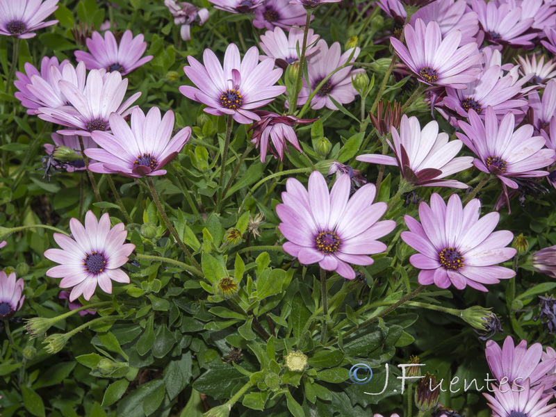 Osteospermum ecklonis.01