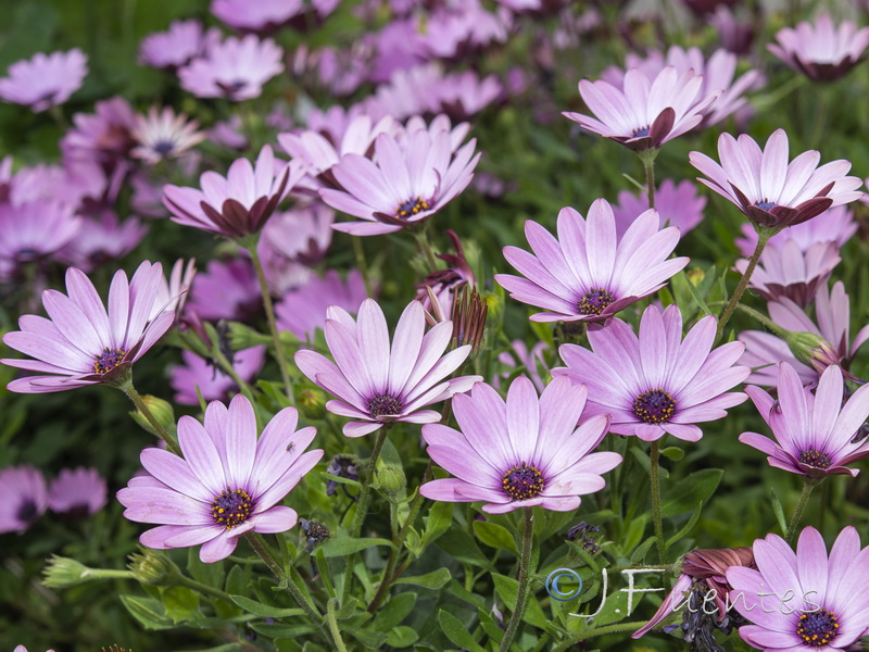 Osteospermum ecklonis.02