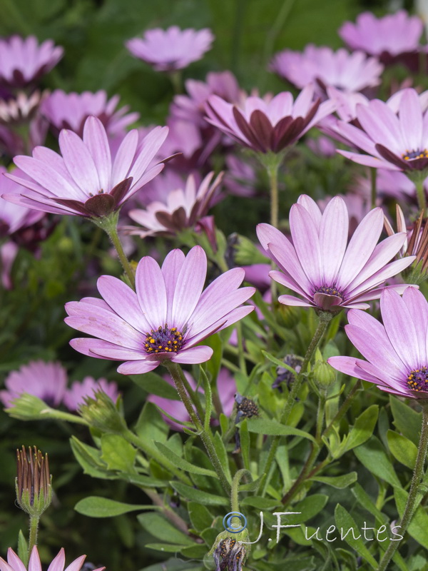 Osteospermum ecklonis.03