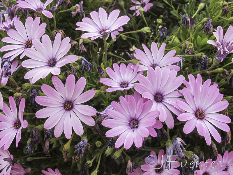 Osteospermum ecklonis.06