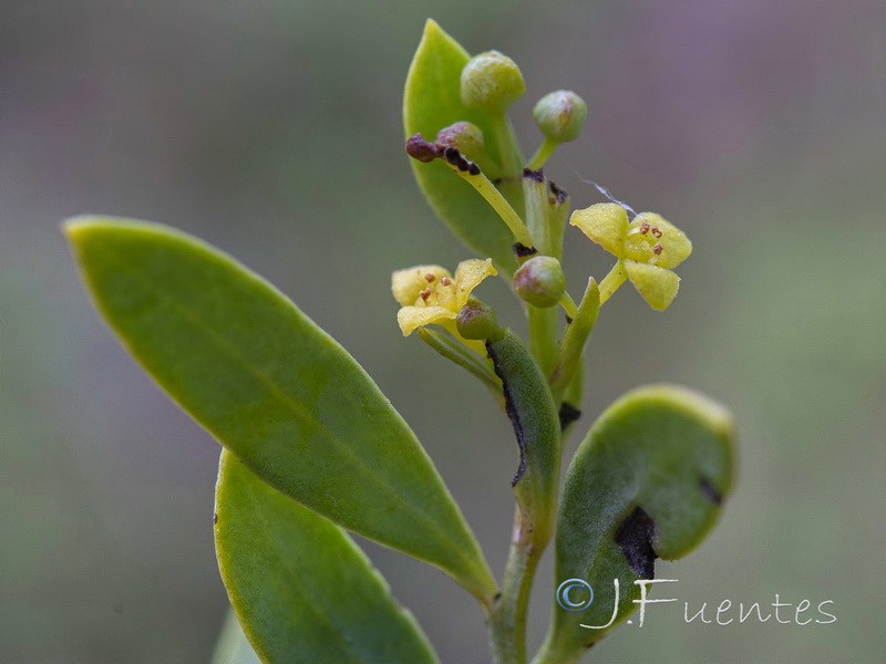 Osyris lanceolata.05