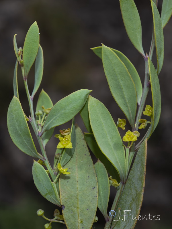 Osyris lanceolata.06